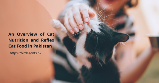 An Overview of Cat Nutrition and Reflex Cat Food in Pakistan