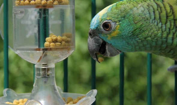 Bird Food & Treats