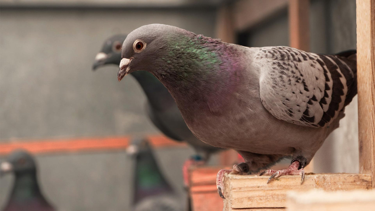 Pigeon Products