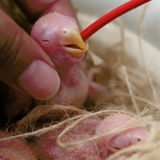 Psittacus Soft Feeding Tube - For Birds Hand Feeding