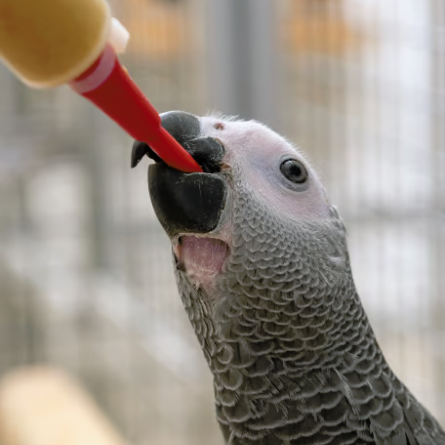 Psittacus Soft Feeding Tube - For Birds Hand Feeding
