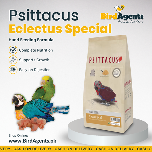 Psittacus Eclectus Special - Hand Feeding Formula