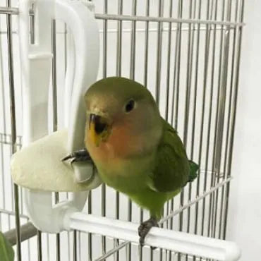 Cuttle Bone Stand - Easy Fit for Any Cage