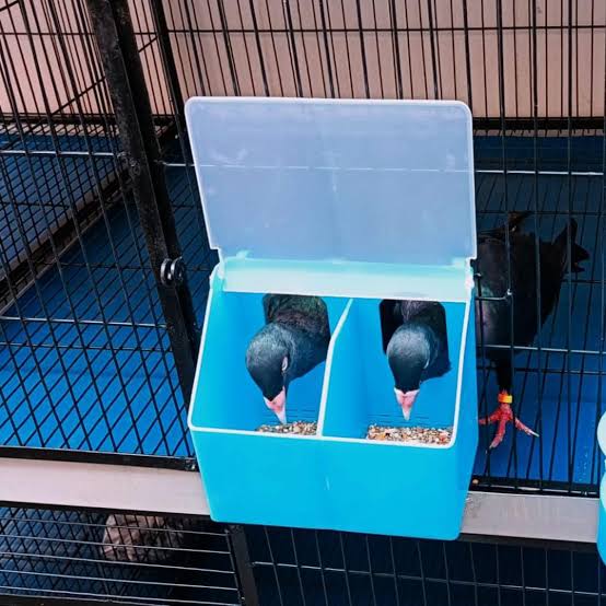 Two Hole Feeder - Designed for Feeding Pigeons