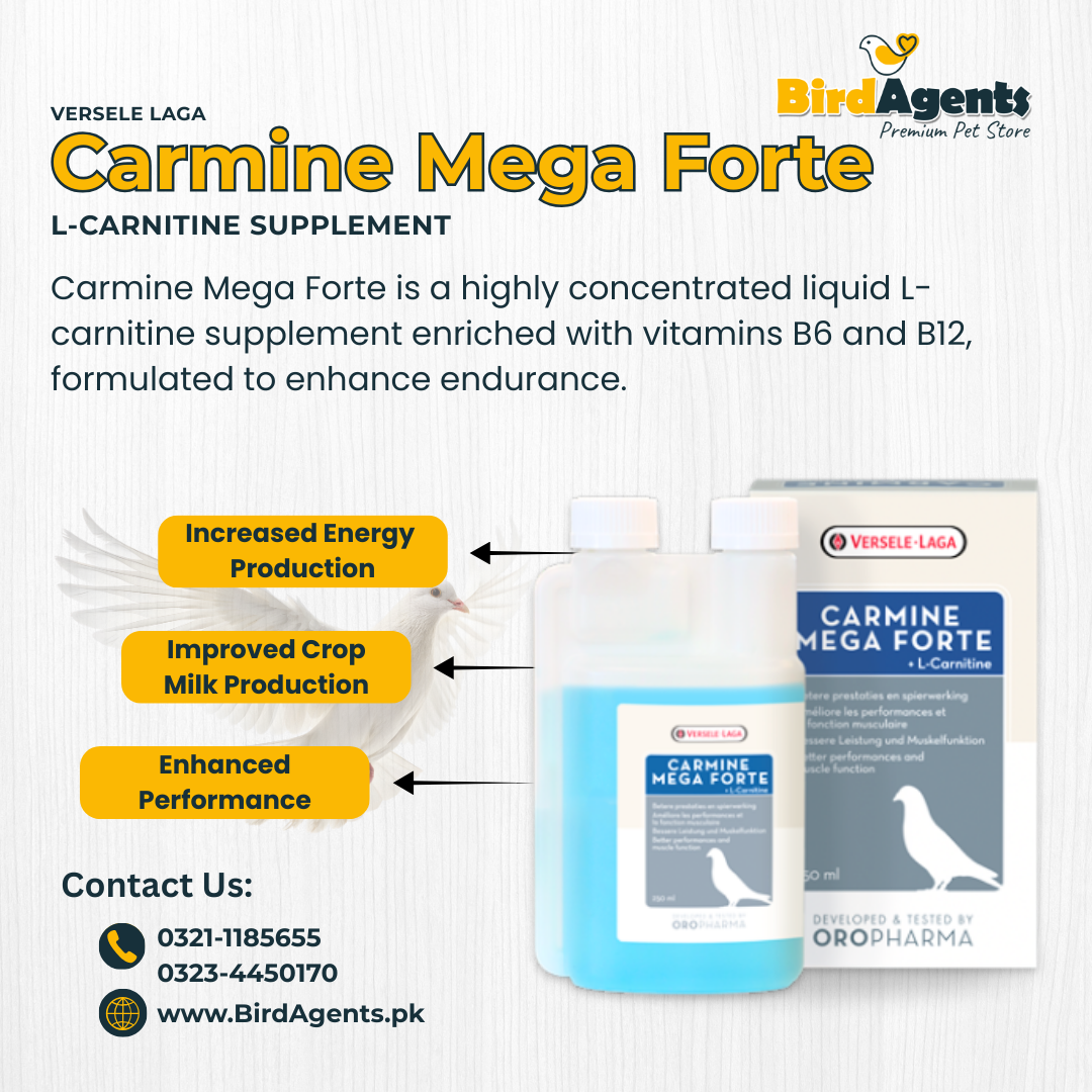 Carmine Mega Forte - L-Carnitine Supplement