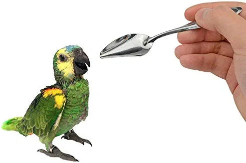Feeding Spoon For Birds Feeding