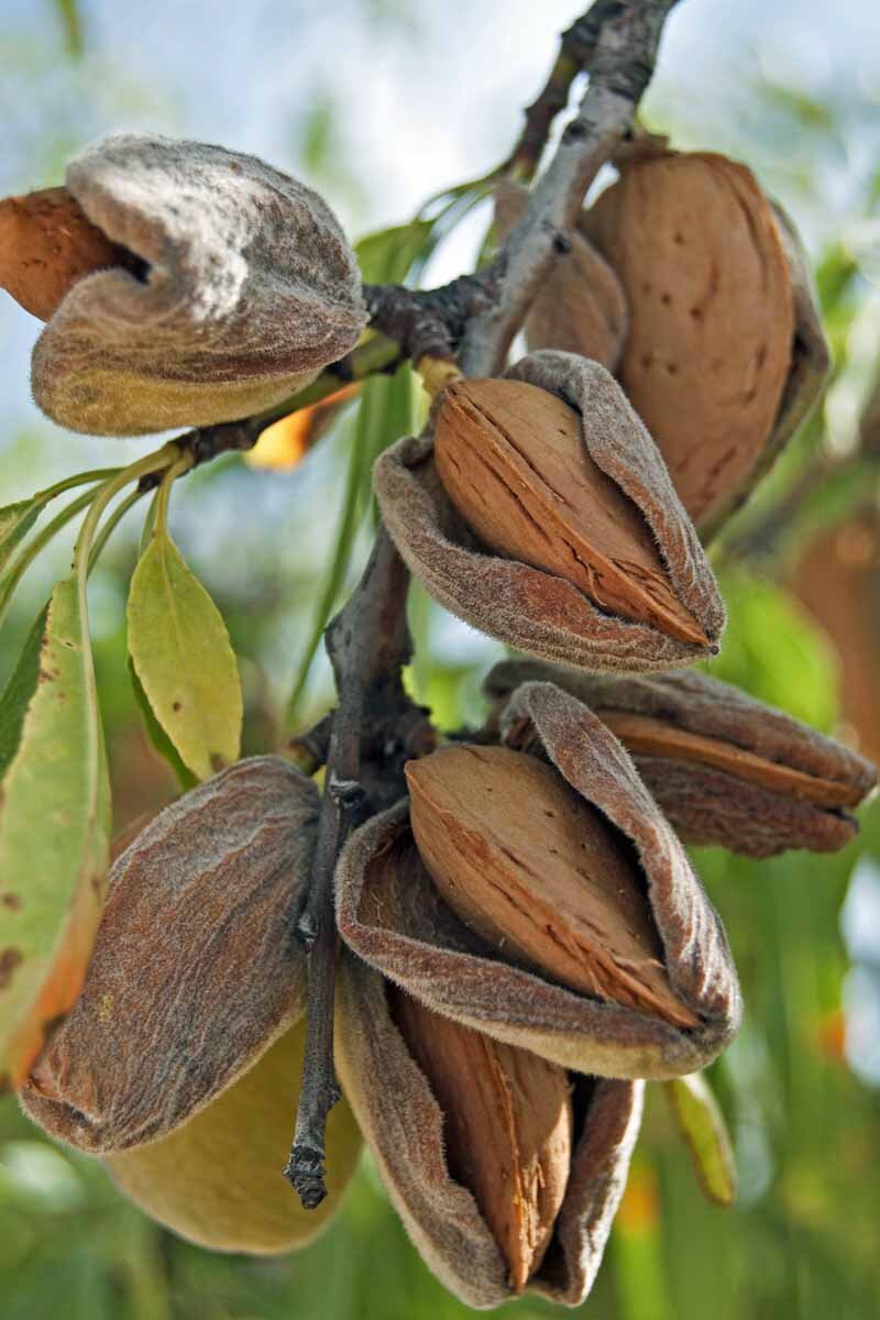 Almond with Shell - Delightful Treat for Large Birds