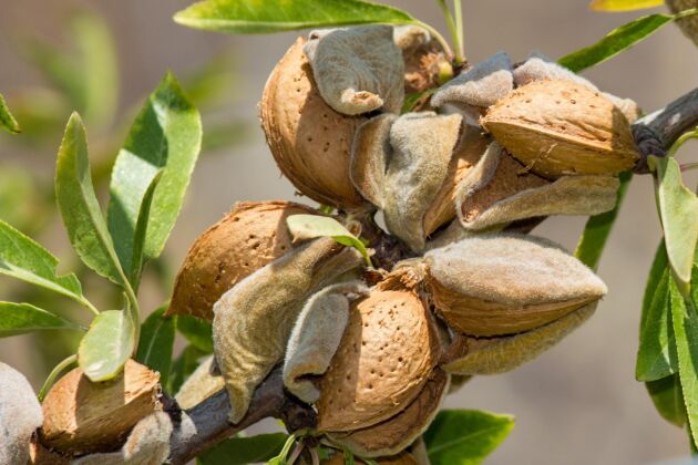 Almond with Shell - Delightful Treat for Large Birds