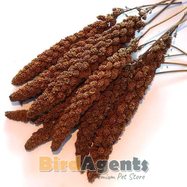 Red Millet Spray - A Nutritious Bird Feed
