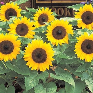 Sunflower (Irani) Striped Seed-900 Grm