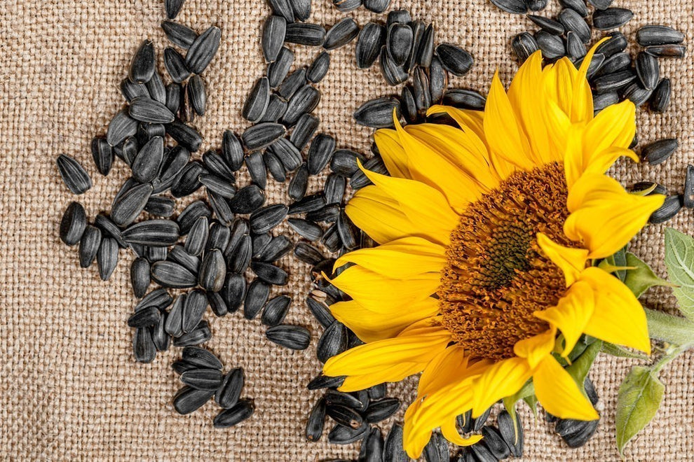 Sunflower Seeds - A High Energy Nutritious Blend 950g