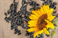 Sunflower Seeds for Birds Food 900 Grm