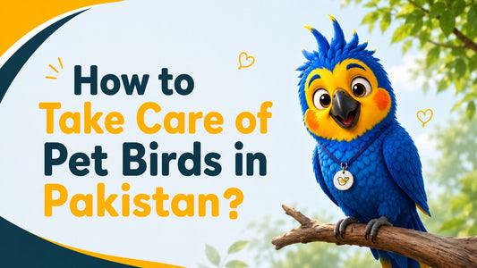 How to Take Care of Pet Birds in Pakistan - A Complete  Guide