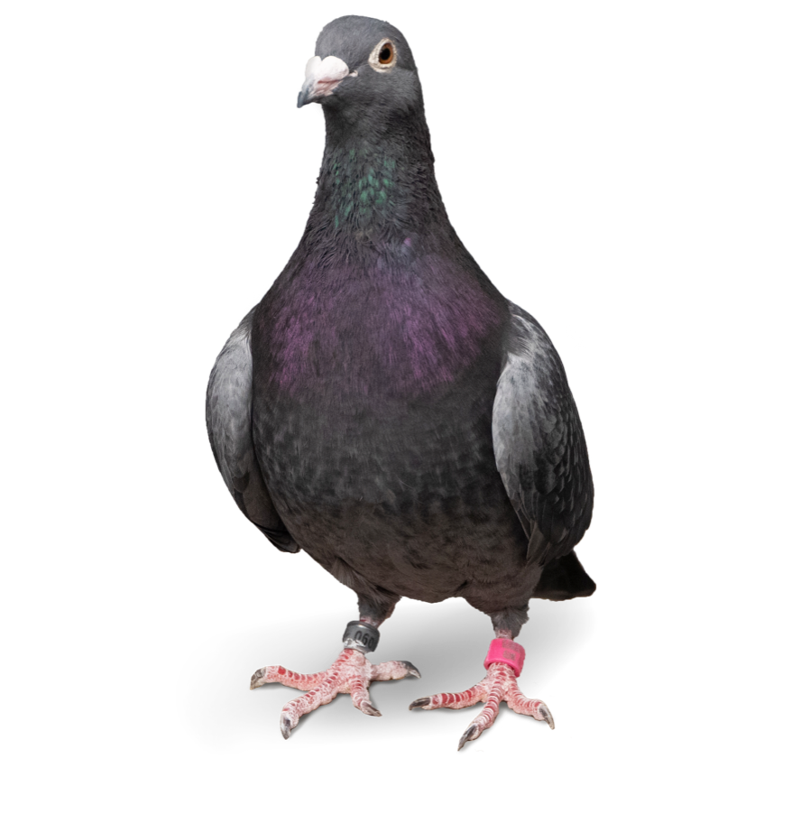 Pigeon Products