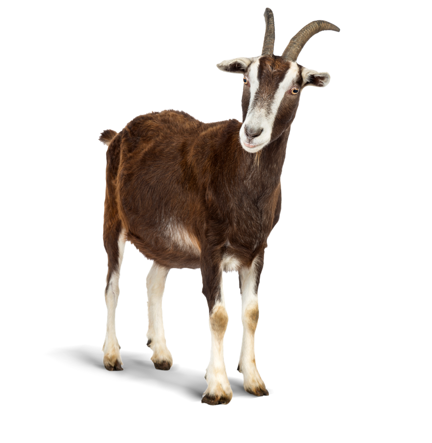 Farm Animal