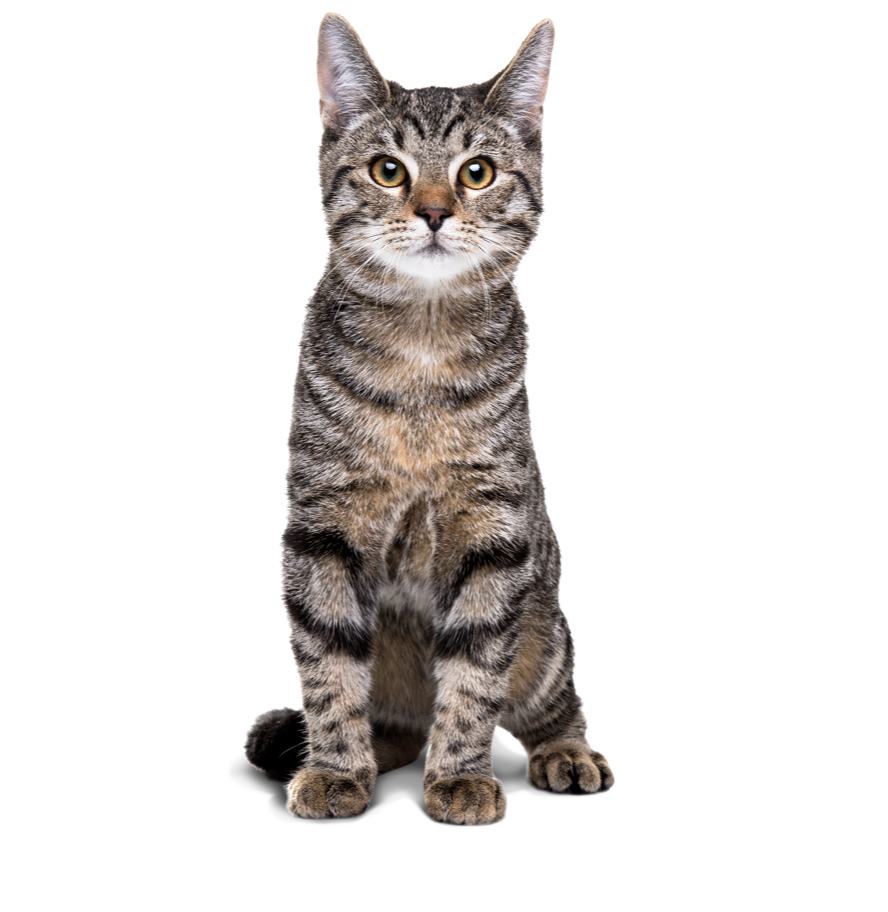 Cat Products