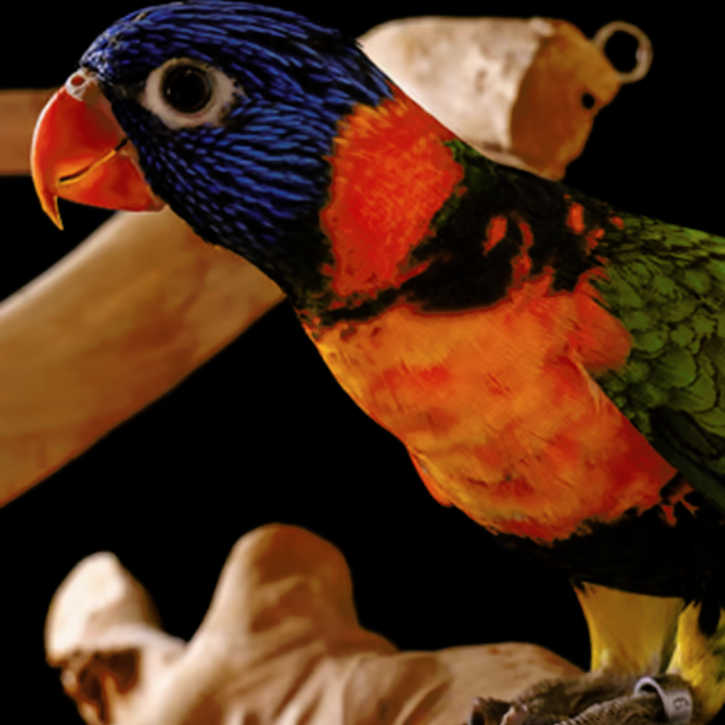 Psittacus Lory Nector - Complementary Food for Lorikeets