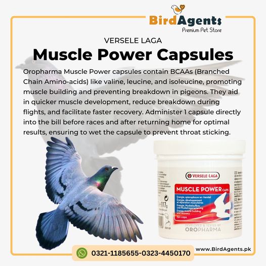 Muscle Power Caps - Performance & Recovery of Pigeons