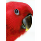 Psittacus Eclectus Special - Hand Feeding Formula