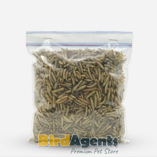 Black Soldier Fly Larvae - Highly Nutritious and Delectable