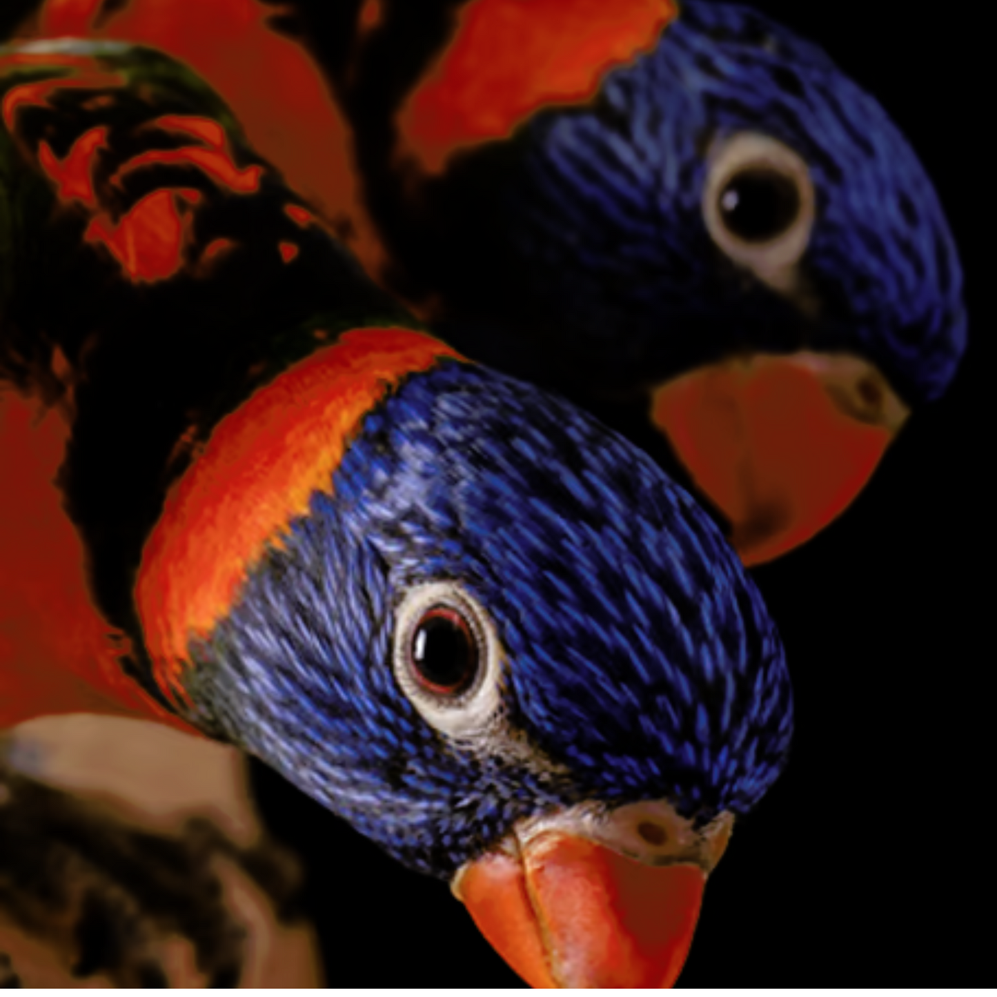 Psittacus Lory Gel 1kg