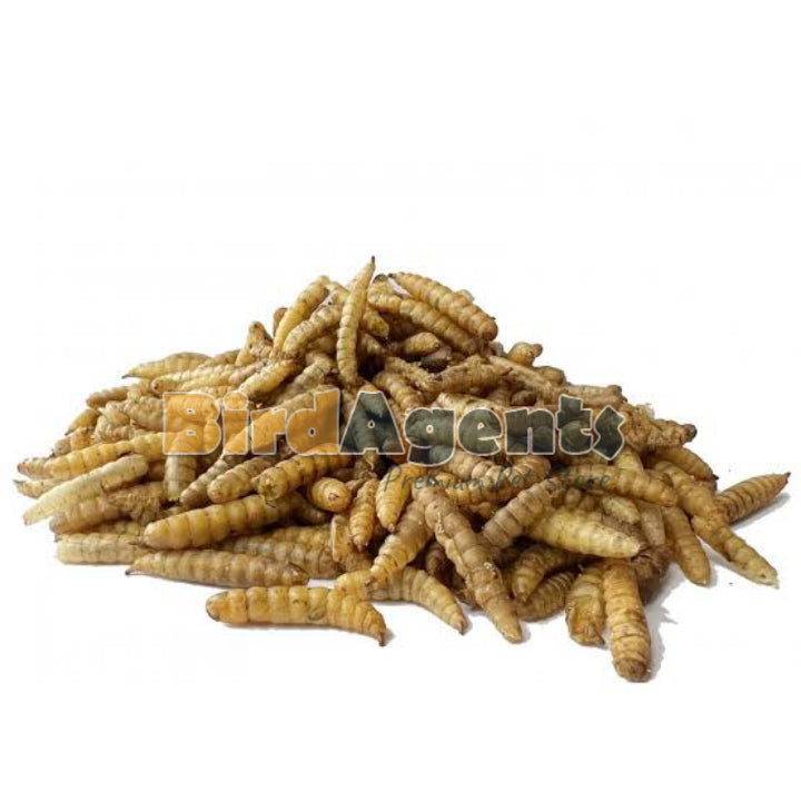 Black Soldier Fly Larvae - Highly Nutritious and Delectable