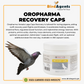 Recovery Caps - For Recovery and Health Maintenance