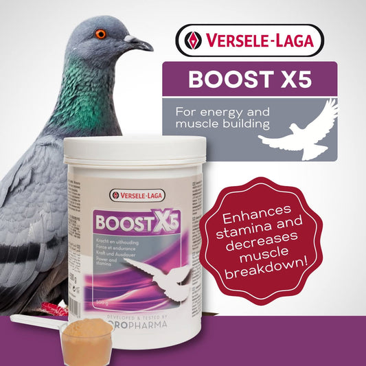 Boost X5 Powder - Enhance Energy Production in Pigeons