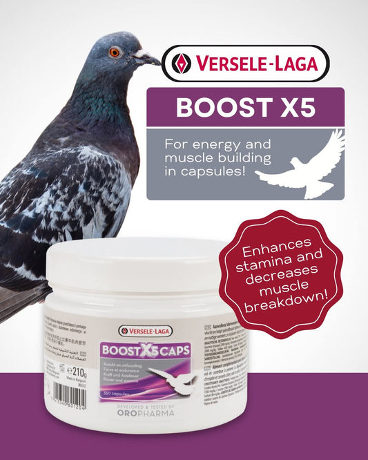 Boost X5 Caps - Enhances Stamina & Muscle Breakdown