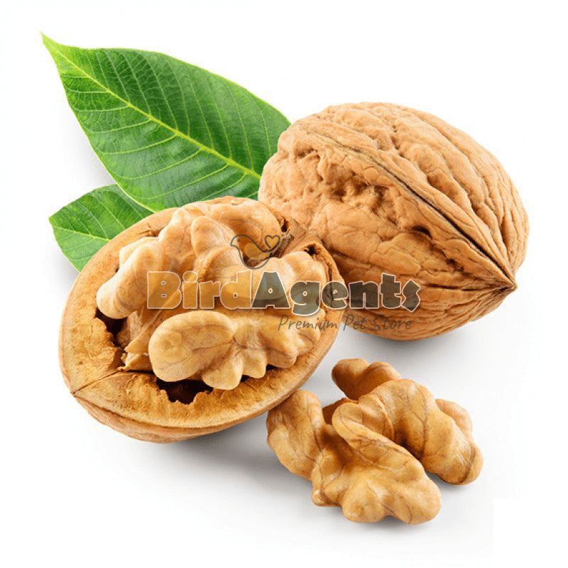 Walnut inshell - Nutritious & Enjoyable Treat for Parrots