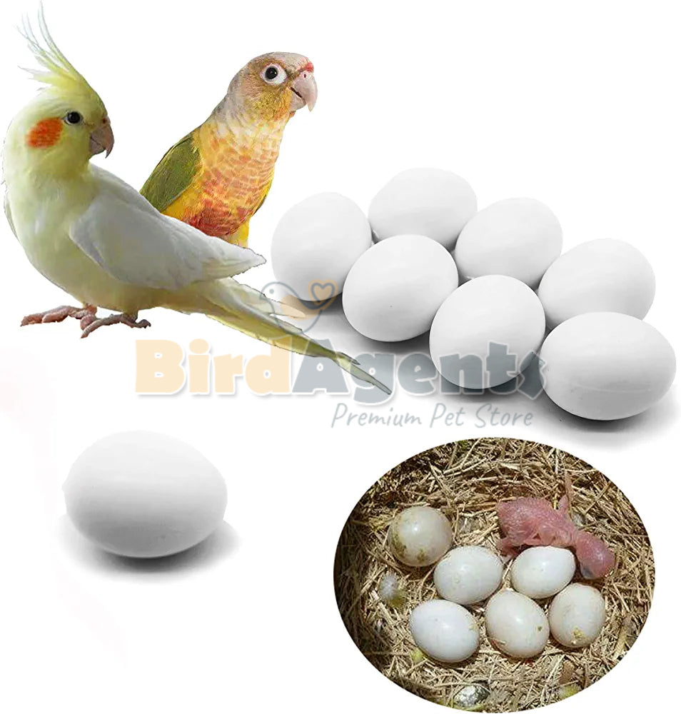 Dummy Eggs For Love Birds - Encourage Nesting Behaviors