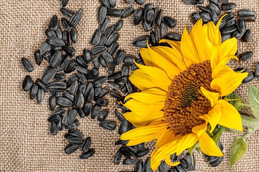 Sunflower Seeds - A High Energy Nutritious Blend 950g